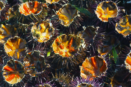 freshly cut sea urchins at the fish monger..Selective focus