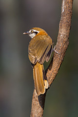 Greater Necklaced Laughingthrush (Garrulax pectoralis)