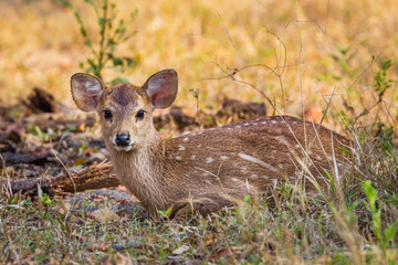 Young Hog deer (Cervus porcinus) stair at us