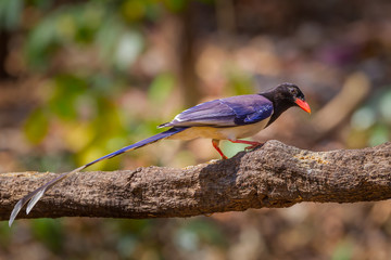 Red-billed blue magpie( Urocissa erythrorhyncha) in nature