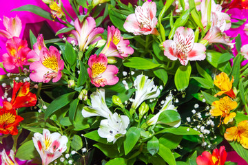 image Floral background from plants Alstroemeria