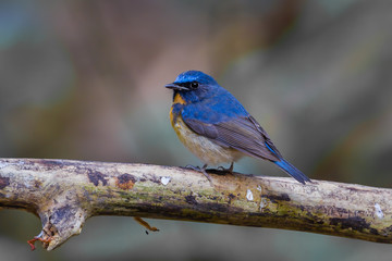 Male Hill blue flycatcher (Cyornis banyumas) on the wood
