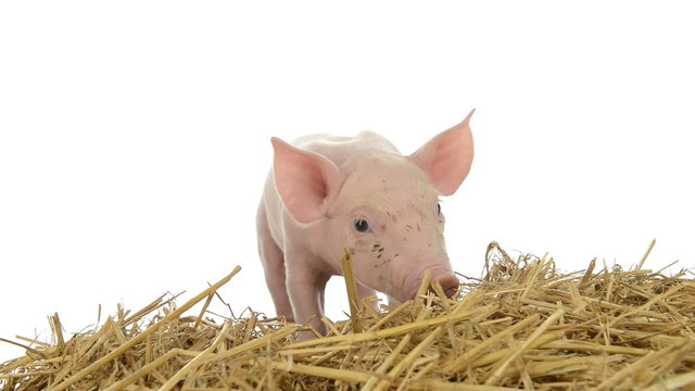 Piglet standing in straw and sniffing the camera