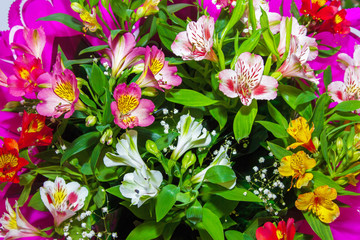image Floral background from plants Alstroemeria