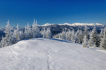 Winter landscape in mountains with  fir trees
