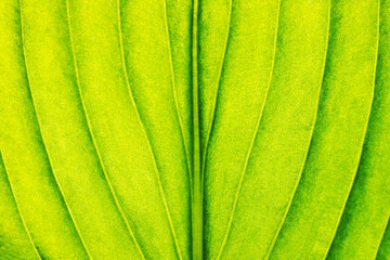 background leaf