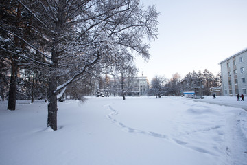 Fototapeta premium Beautiful winter forest