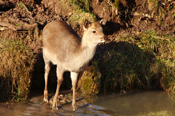 Young Deer