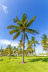 Fototapeta na wymiar beautiful Miami Beach with palm trees