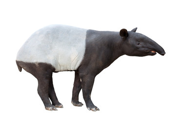 Malayan tapir or Asian tapir isolated - obrazy, fototapety, plakaty