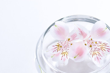 水に浮かぶ花