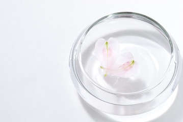 水に浮かぶ花びら