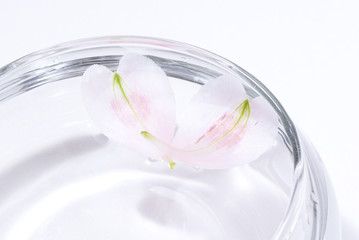 水に浮かぶ花 びら