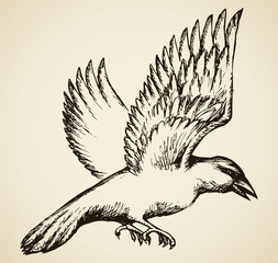 Crow in flight. Vector sketch