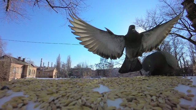 Super Slow Video. pigeon