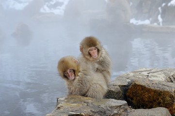 Obraz premium 温泉と野生の猿