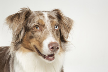 Australian Shepard