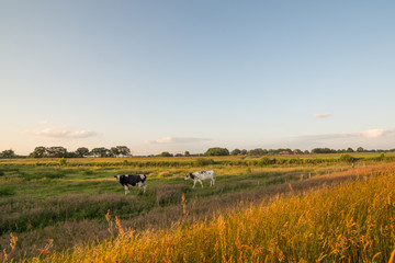 Two cows in a meadow in Holland on sunset