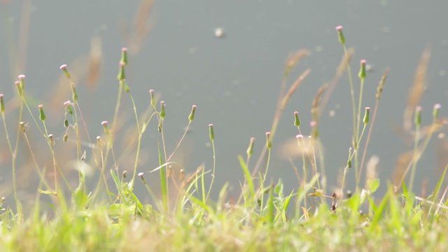 Coat buttons plant swings gently in the wind