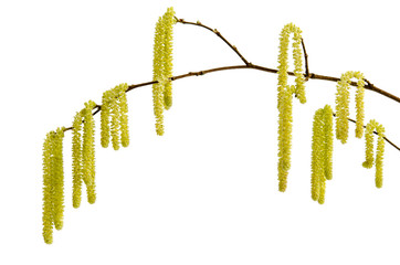 Fototapeta premium Blühender Haselnusszweig