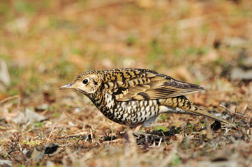 日本のトラツグミ