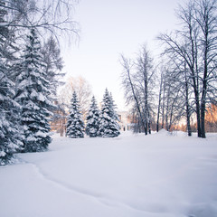 Beautiful winter forest