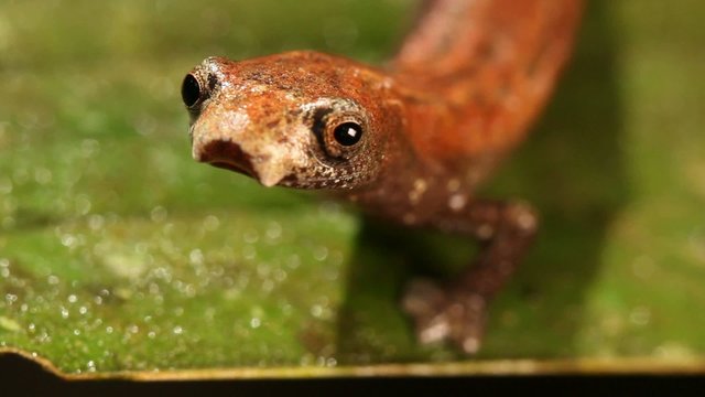 Amazon Climbing Salamander (Bolitoglossa altamazonica)