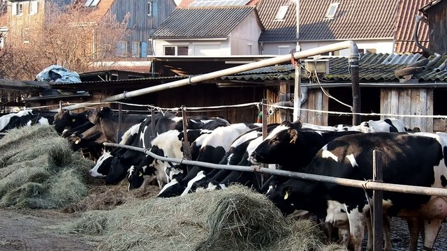 K&uuml;he fressen Heu
