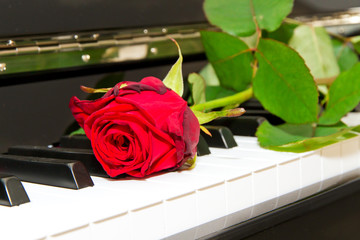 Music love