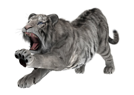 White Tiger