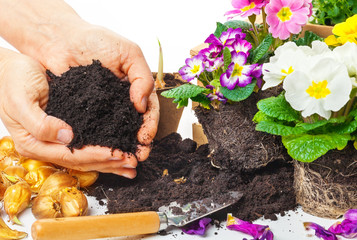 Pflanzen, Hände mit Blumenerde