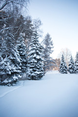 Beautiful winter forest