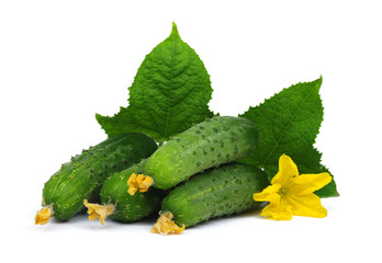 green cucumber\