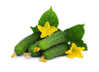 green cucumber\