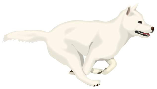 Jeju Dog Images Browse 181 Stock Photos Vectors And Video Adobe Stock