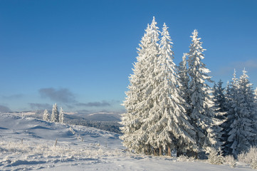 Winter landscape in mountains with  fir trees