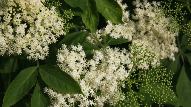 bl&uuml;hender Holunder im Wind