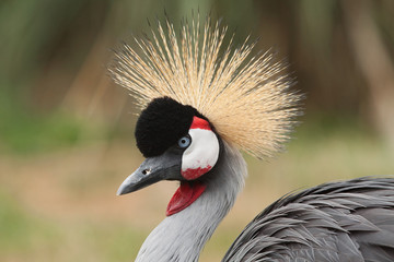 Fototapeta premium Crowned crane portrait 9204