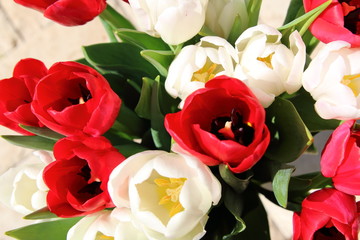 Bunch of tulips isolated