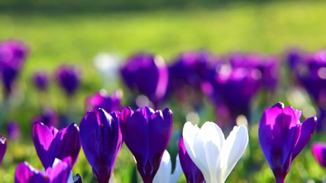 Krokusse im Wind mit Platzhalter f&uuml;r Schrift