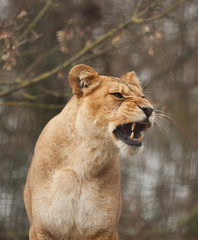 Barbary lioness 10464