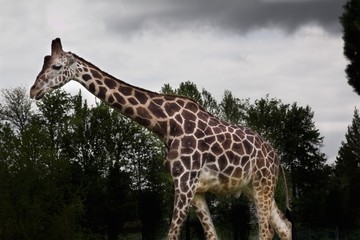 giraffe