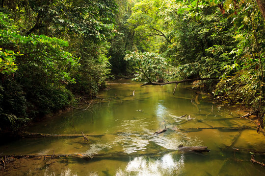 Small river in jungle