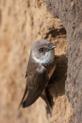 Sand Martin