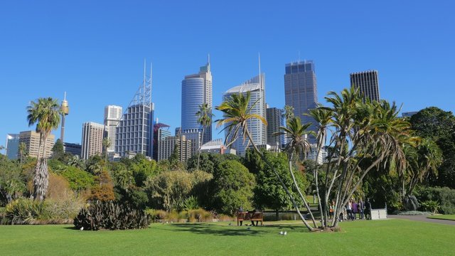 Sydney City Skyline, Royal Botanic Garden