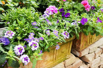 Lila Balkonblumen in Terrakottagefäßen mit Textfreiraum
