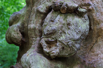 Human Face in an Old Oak Tree Trunk