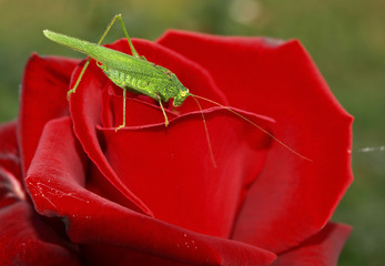 GrassHopper And Rose