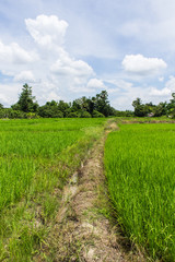 green rice field in Thailand, Asia