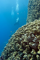 Naklejka na ściany i meble coral reef with stony corals and divers in tropical sea